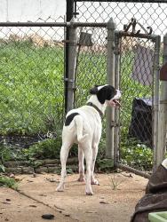 Found/Stray Female Dog last seen Hayden hill & musick, St. Louis, MO 63123