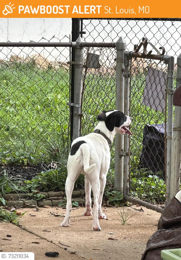 Found/Stray Female Dog last seen Hayden hill & musick, St. Louis, MO 63123