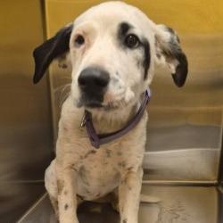 Shelter Stray Female Dog last seen , 3428 S Jenkins Ave, Norman, OK 73072, USA