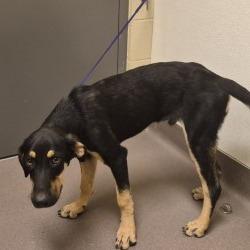 Shelter Stray Male Dog last seen , 3428 S Jenkins Ave, Norman, OK 73072, USA