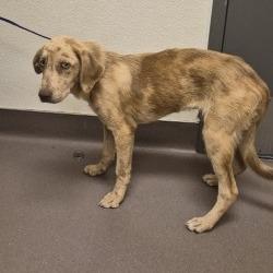 Shelter Stray Male Dog last seen , 3428 S Jenkins Ave, Norman, OK 73072, USA