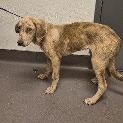 Shelter Stray Male Dog last seen , 3428 S Jenkins Ave, Norman, OK 73072, USA