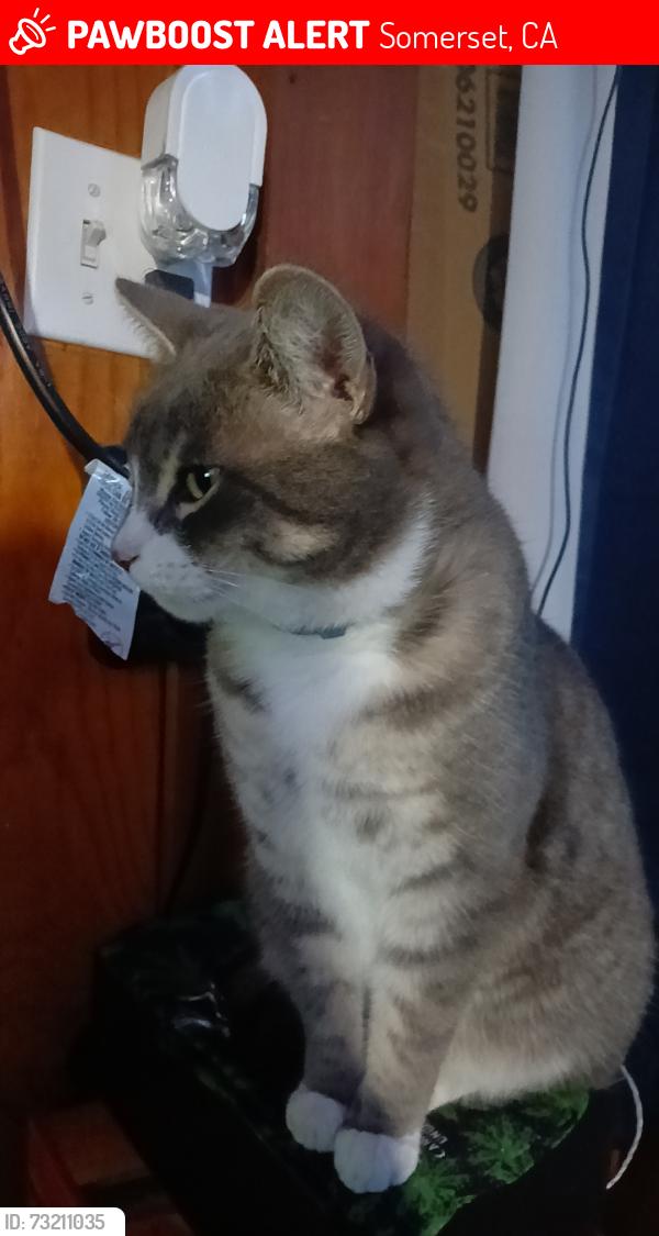 Lost Female Cat last seen Dollar general, pioneer park,fairplay rd, Somerset, CA 95684