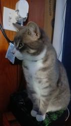 Lost Female Cat last seen Dollar general, pioneer park,fairplay rd, Somerset, CA 95684