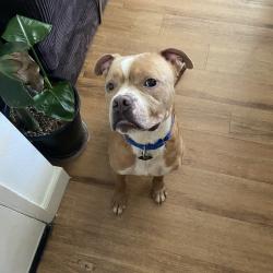 Shelter Stray Male Dog last seen , 361 S Raymond Ave, Pasadena, CA 91105, USA