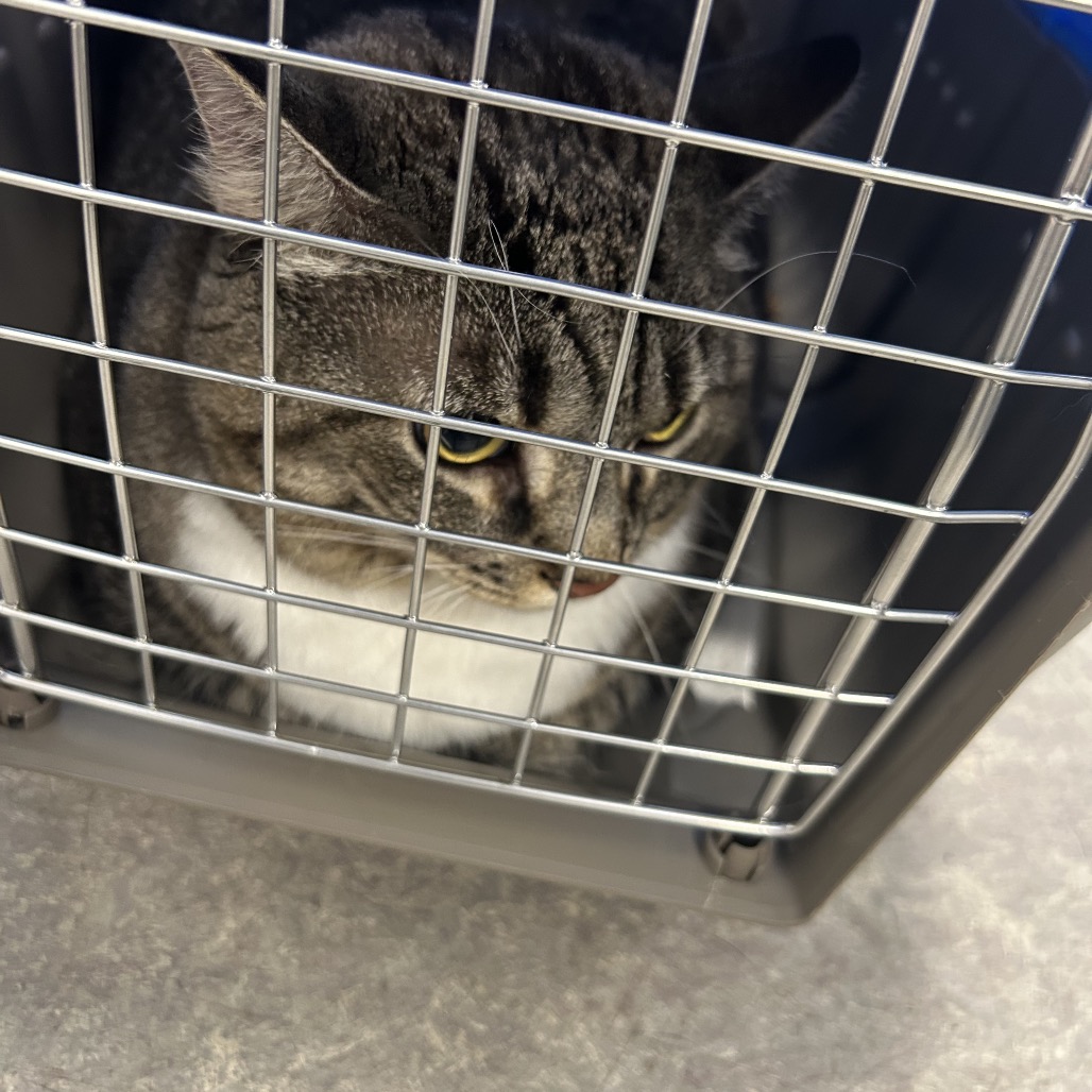 Shelter Stray Female Cat last seen , Animal Care & Control Team of Philly, 111 W Hunting Park Ave, Philadelphia, PA 19140, USA