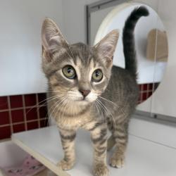 Shelter Stray Female Cat last seen , Animal Care & Control Team of Philly, 111 W Hunting Park Ave, Philadelphia, PA 19140, USA