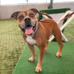 Shelter Stray Male Dog last seen , 361 S Raymond Ave, Pasadena, CA 91105, USA