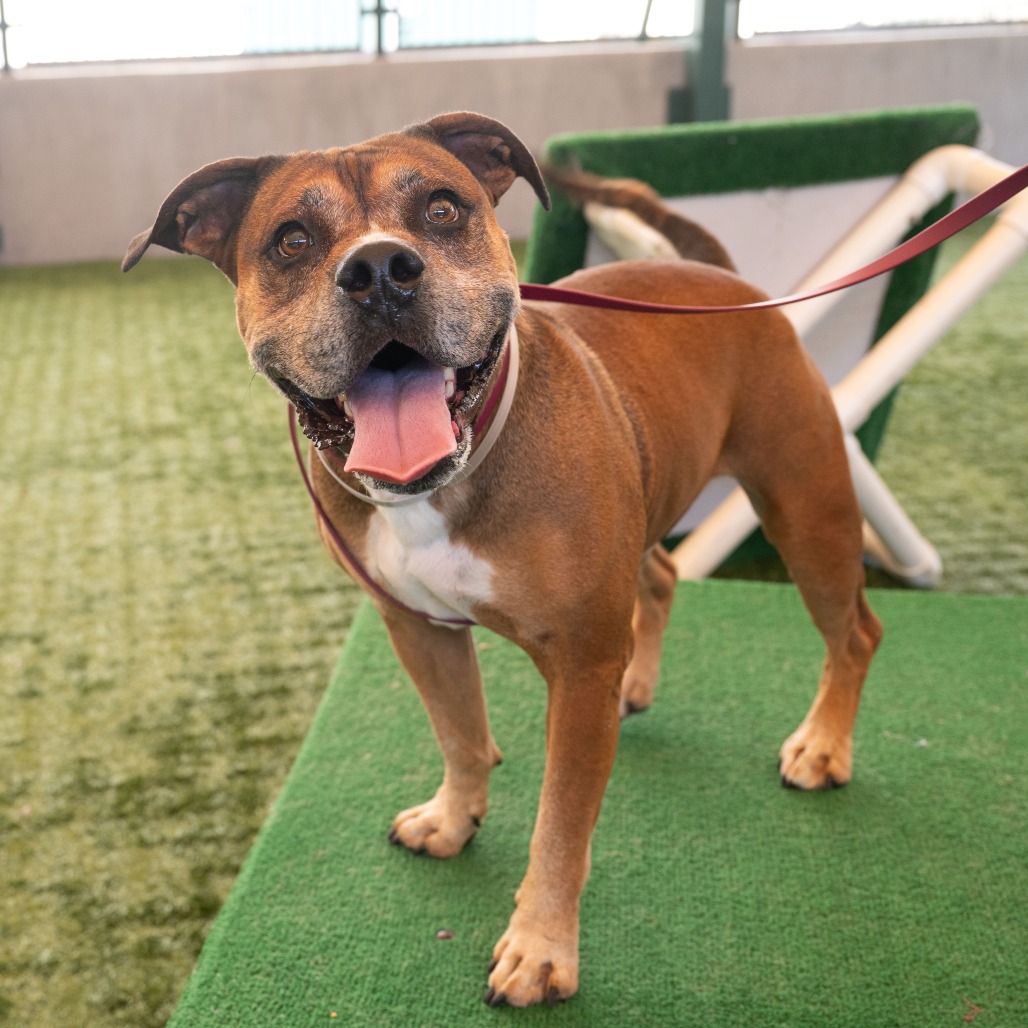 Shelter Stray Male Dog last seen , 361 S Raymond Ave, Pasadena, CA 91105, USA