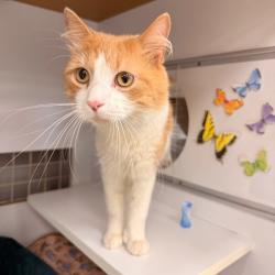Shelter Stray Male Cat last seen , Animal Care & Control Team of Philly, 111 W Hunting Park Ave, Philadelphia, PA 19140, USA