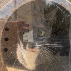 Shelter Stray Unknown Cat last seen , Animal Care & Control Team of Philly, 111 W Hunting Park Ave, Philadelphia, PA 19140, USA