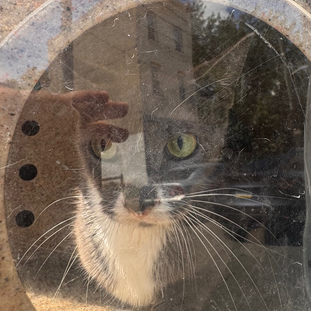 Shelter Stray Unknown Cat last seen , Animal Care & Control Team of Philly, 111 W Hunting Park Ave, Philadelphia, PA 19140, USA