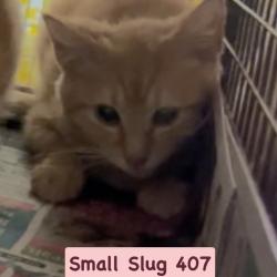 Shelter Stray Unknown Cat last seen , Animal Care & Control Team of Philly, 111 W Hunting Park Ave, Philadelphia, PA 19140, USA