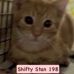 Shelter Stray Unknown Cat last seen , Animal Care & Control Team of Philly, 111 W Hunting Park Ave, Philadelphia, PA 19140, USA