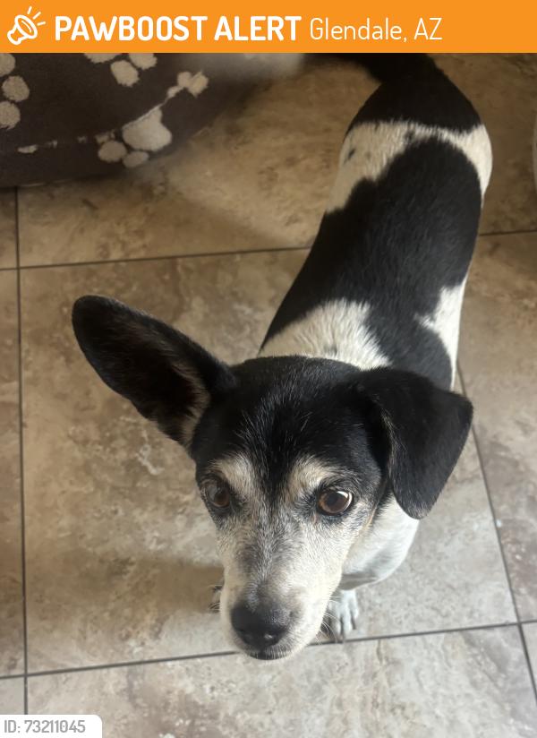 Found/Stray Male Dog last seen 49th Ave & Peoria, Glendale, AZ 85302