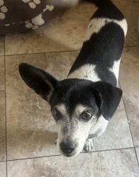 Found/Stray Male Dog last seen 49th Ave & Peoria, Glendale, AZ 85302