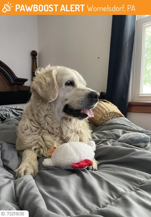 Found/Stray Female Dog last seen Near N 3rd Street, Womelsdorf, PA 19567