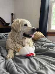 Found/Stray Female Dog last seen Near N 3rd Street, Womelsdorf, PA 19567