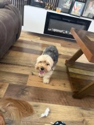 Found/Stray Male Dog last seen Fort pierce florida, Fort Pierce, FL 34947