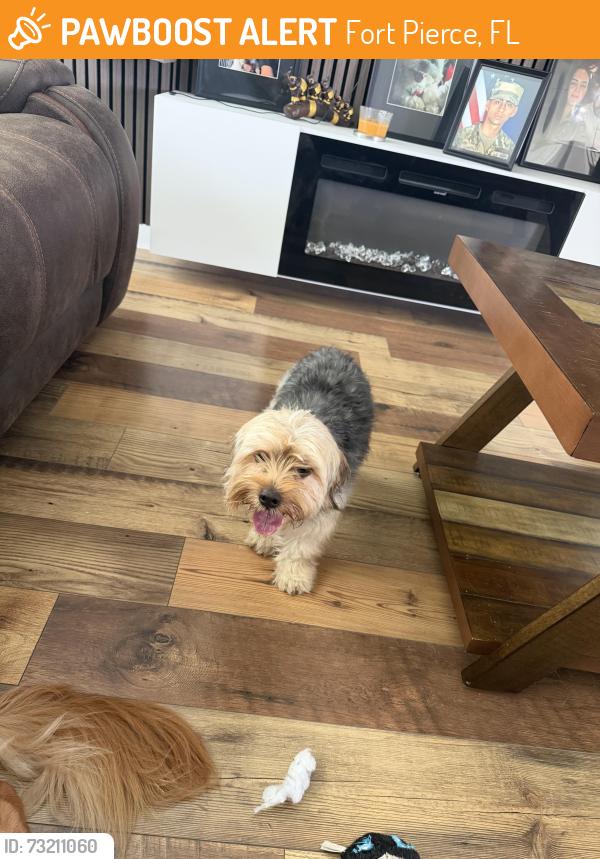 Found/Stray Male Dog last seen Fort pierce florida, Fort Pierce, FL 34947