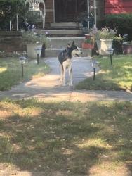 Found/Stray Unknown Dog last seen West Parkway & Florence, Detroit, MI 48219