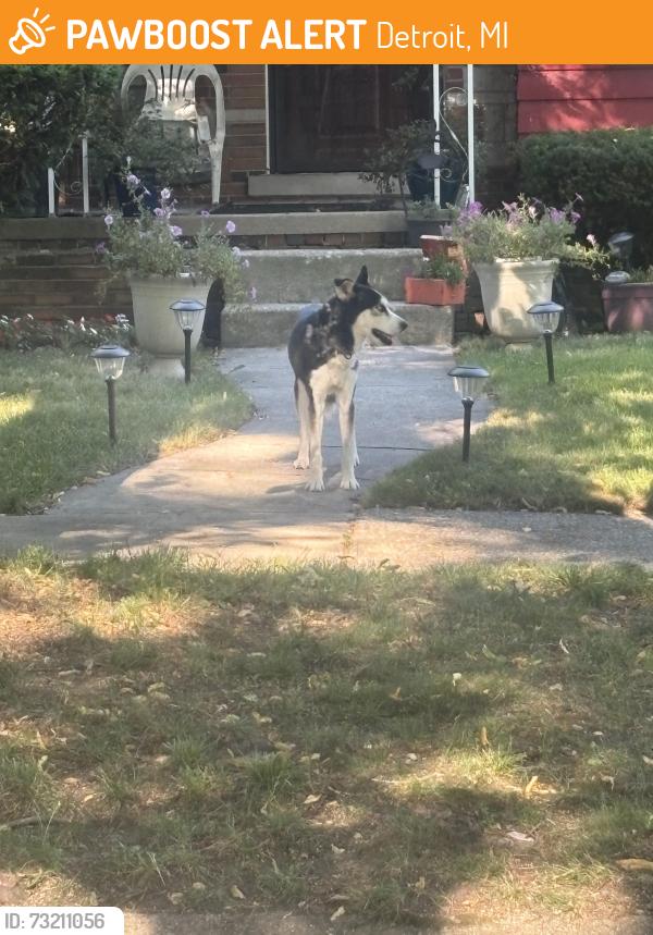 Found/Stray Unknown Dog last seen West Parkway & Florence, Detroit, MI 48219