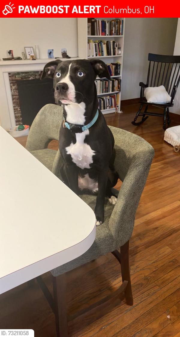 Lost Female Dog last seen Goodale Park, Columbus, OH 43215