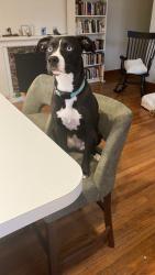 Lost Female Dog last seen Goodale Park, Columbus, OH 43215