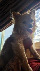 Lost Male Dog last seen Anza Rd & El Chimisal, Temecula, CA 92592