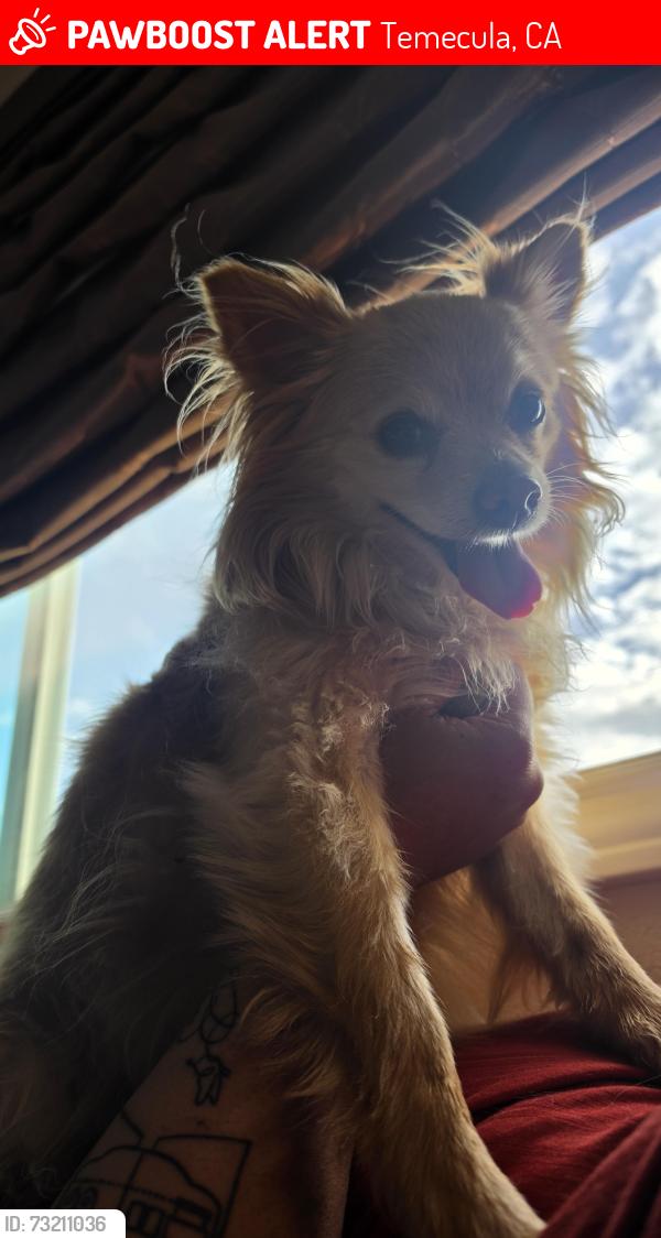 Lost Male Dog last seen Anza Rd & El Chimisal, Temecula, CA 92592