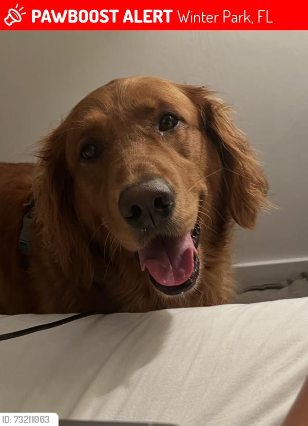 Lost Female Dog last seen Whipple and Swoope, Winter Park, FL 32789