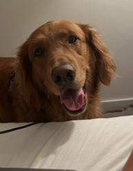 Lost Female Dog last seen Whipple and Swoope, Winter Park, FL 32789