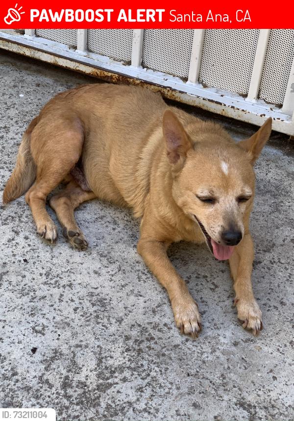 Lost Male Dog last seen Edna Park, Santa Ana, CA 92706