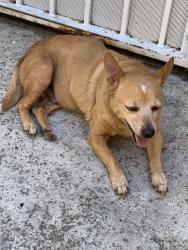 Lost Male Dog last seen Edna Park, Santa Ana, CA 92706