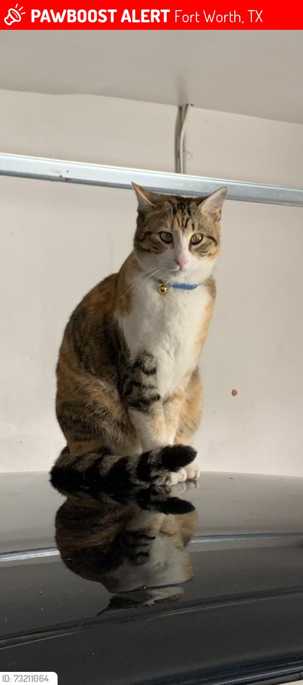Lost Female Cat last seen Cindy ln., Fort Worth, TX 76135