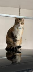 Lost Female Cat last seen Cindy ln., Fort Worth, TX 76135