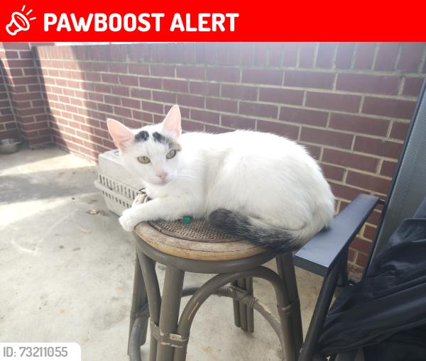 Lost Female Cat last seen Near pine St and 507 Hartley st, Batesburg-Leesville, SC 29006