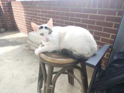 Lost Female Cat last seen Near pine St and 507 Hartley st, Batesburg-Leesville, SC 29006