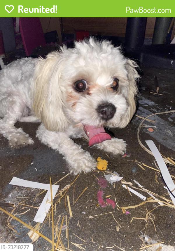 Reunited Female Dog last seen Etiwanda and lilac, Rialto, CA 92376