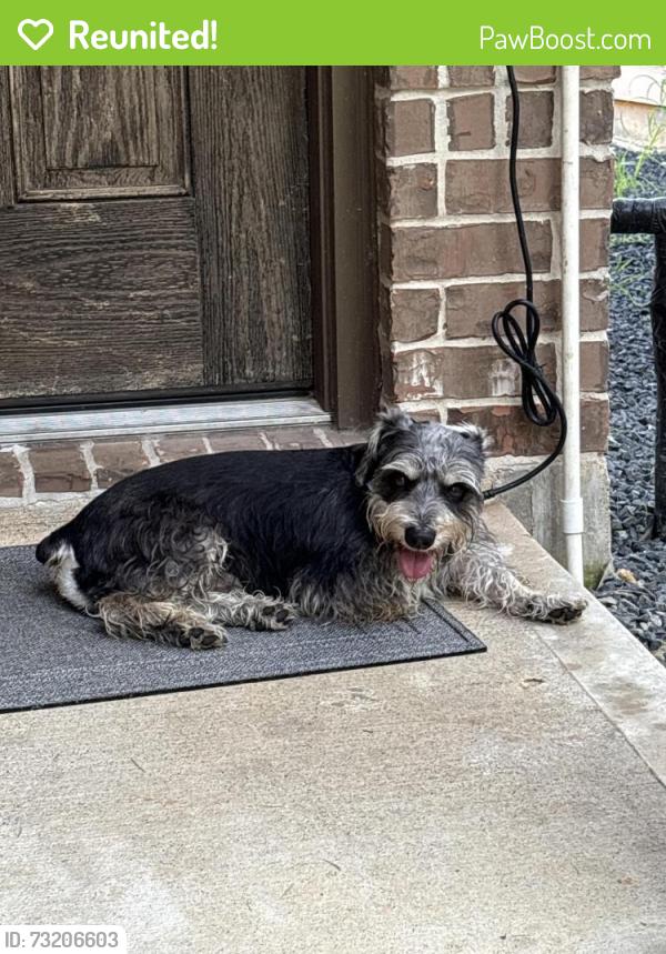 Reunited Male Dog last seen By Walgreens on spring cypress road, Tomball, TX 77377
