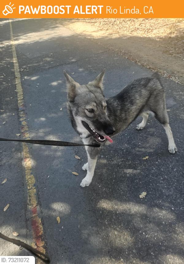 Found/Stray Female Dog last seen 6th and O streets on biketrail, Rio Linda, CA 95673