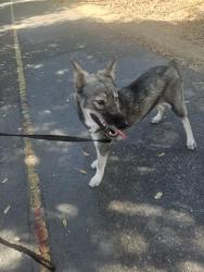 Found/Stray Female Dog last seen 6th and O streets on biketrail, Rio Linda, CA 95673