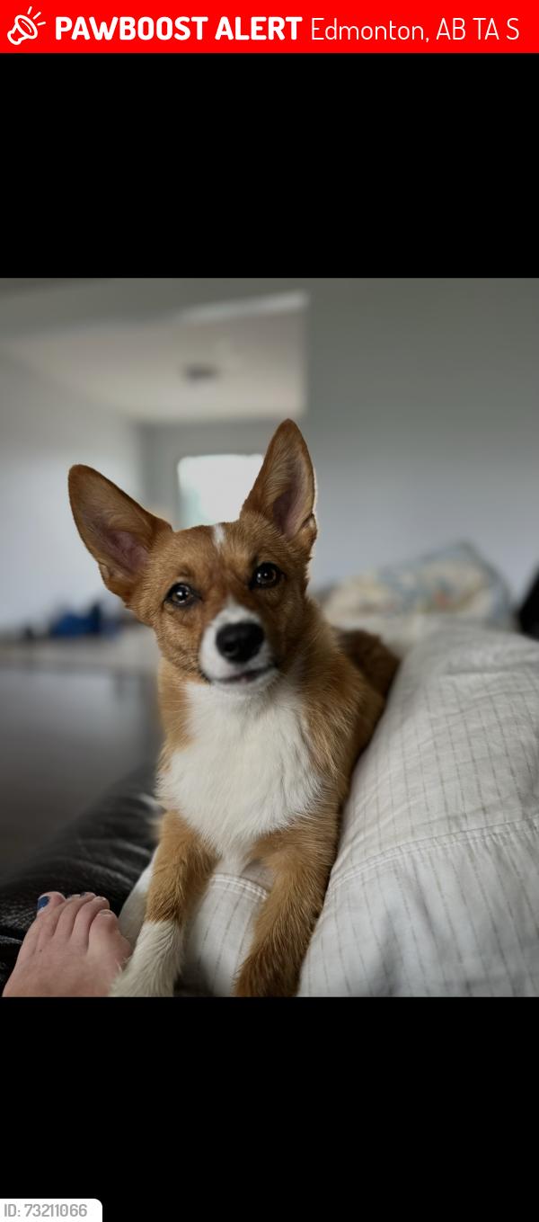 Lost Female Dog last seen 144A ave, Edmonton, AB T5A 1S4