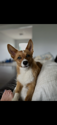 Lost Female Dog last seen 144A ave, Edmonton, AB T5A 1S4