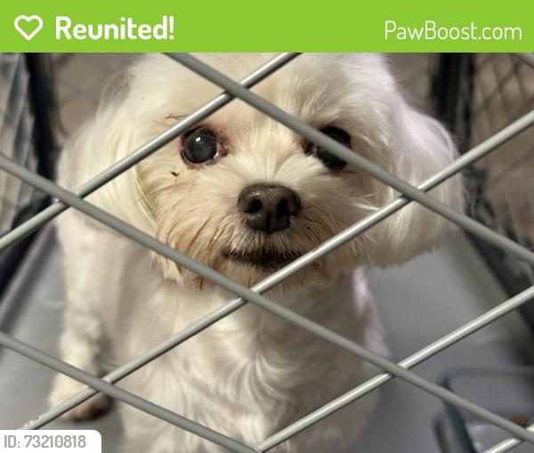 Reunited Unknown Dog last seen Darcelle and Deborah, Union City, CA 94587