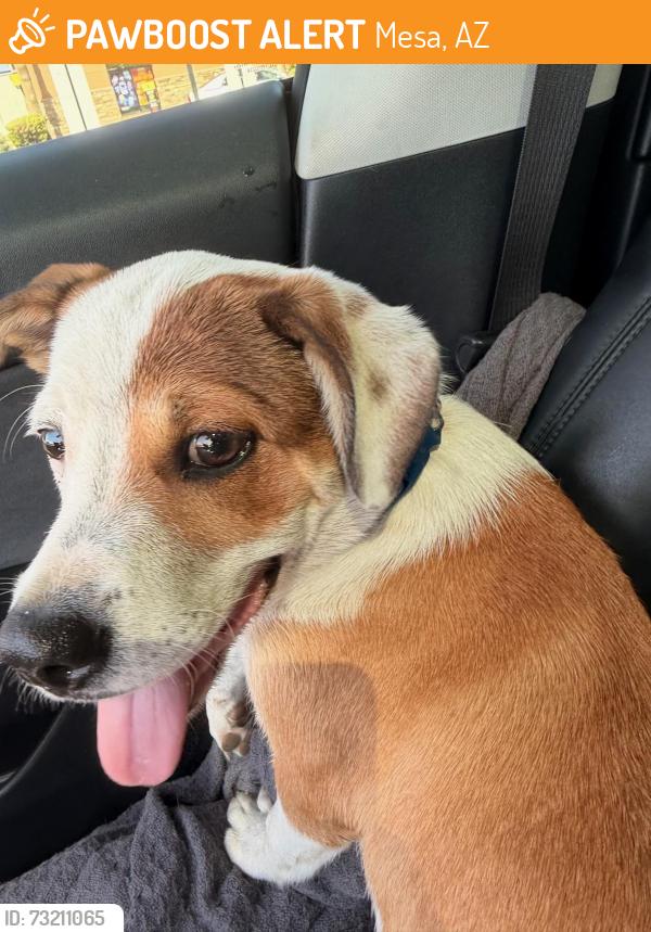 Found/Stray Male Dog last seen Mckellips & Center, Mesa, AZ 85201