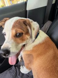 Found/Stray Male Dog last seen Mckellips & Center, Mesa, AZ 85201