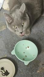 Reunited Male Cat last seen Manchester & Oakview Maplewood, St. Louis, MO 63143