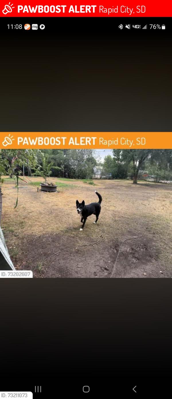 Lost Male Dog last seen Holcomb Ave by General Beadle School, Rapid City, SD 57701