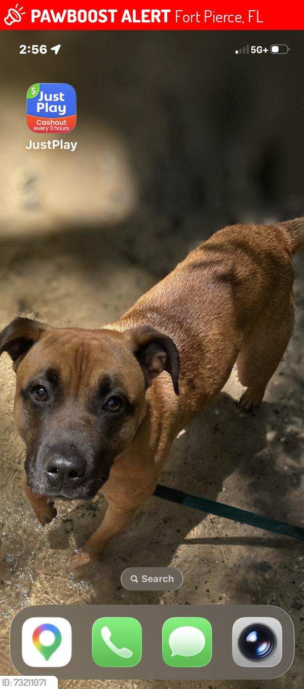 Lost Male Dog last seen Meat mat, Fort Pierce, FL 34945